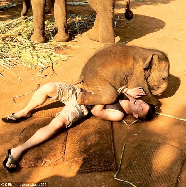little elephant from thailand loves to hug people