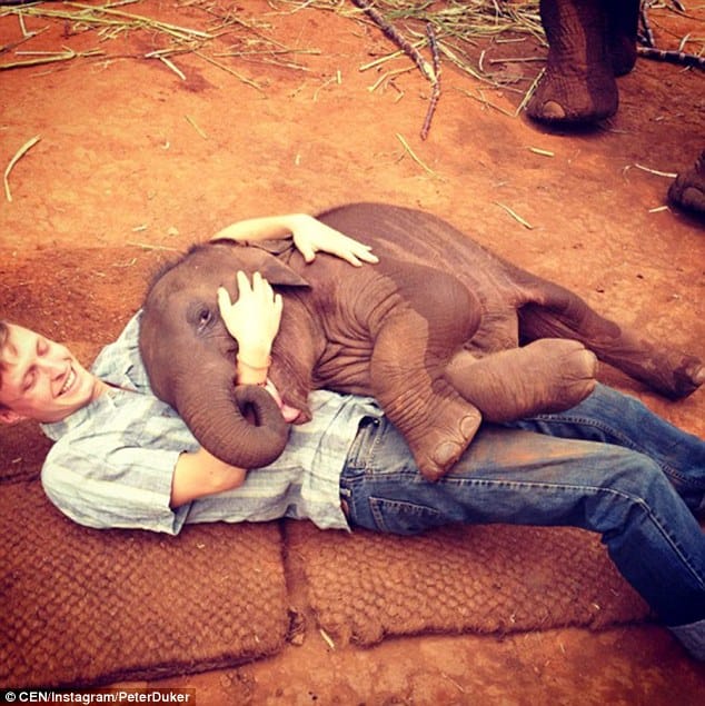 little elephant from thailand loves to hug people