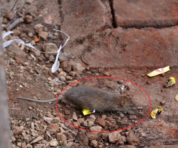 Railway issues tender to kill rats.