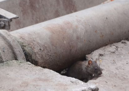 Railway issues tender to kill rats.