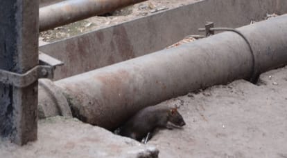 Railway issues tender to kill rats.