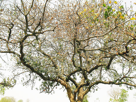 Mahua trees from illegal felling crisis