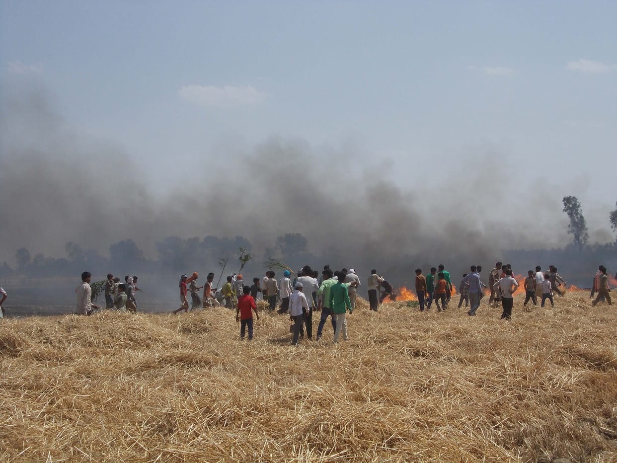 wheat crops burnt in bhangani