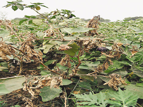insect attack in brinjal 