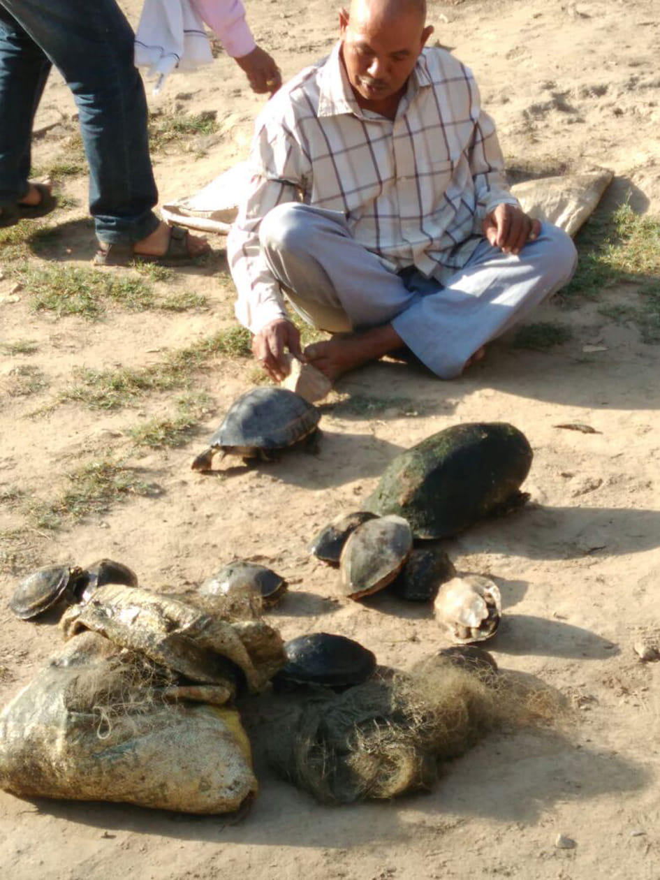 Moving smuggling 15 tortoises recovered