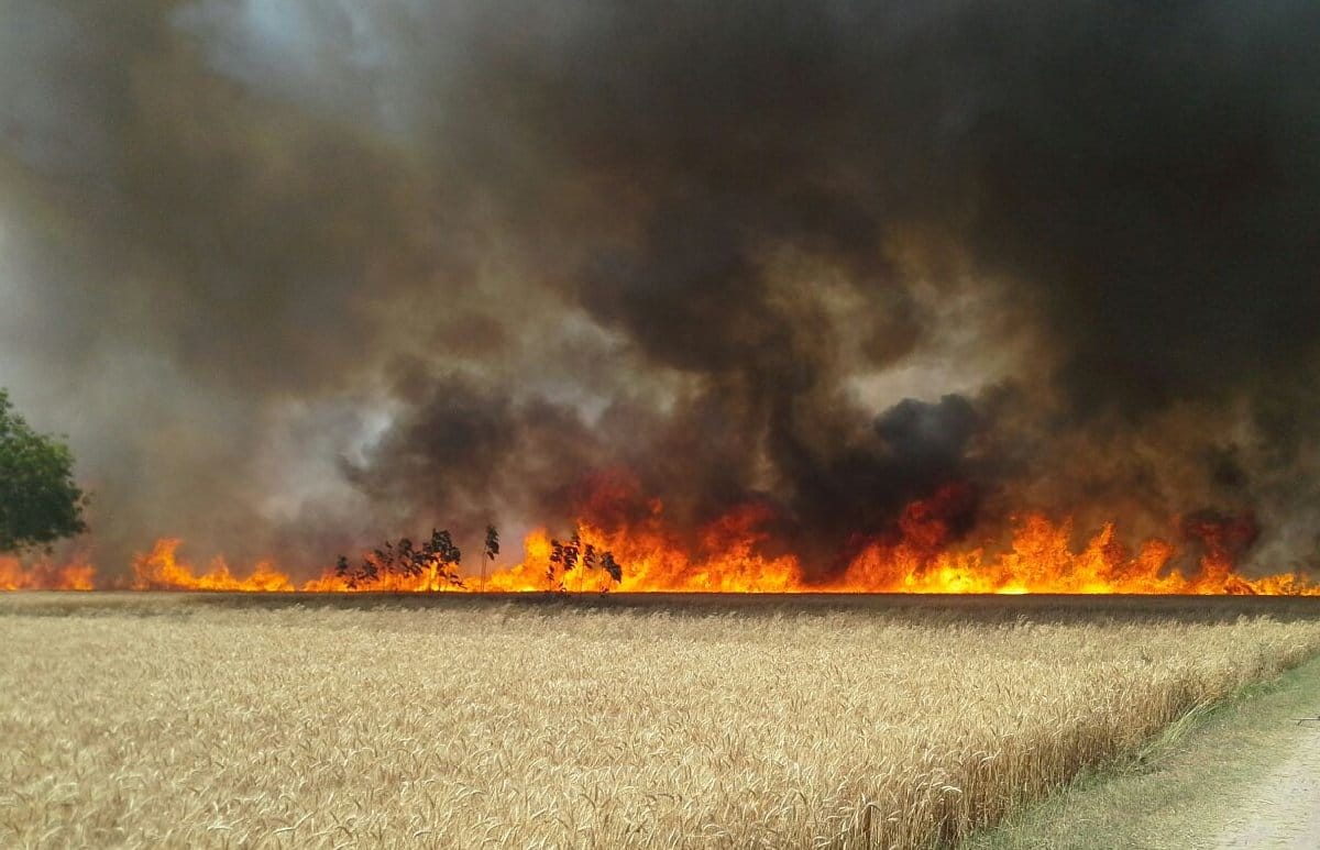 265 acres burned wheat crop