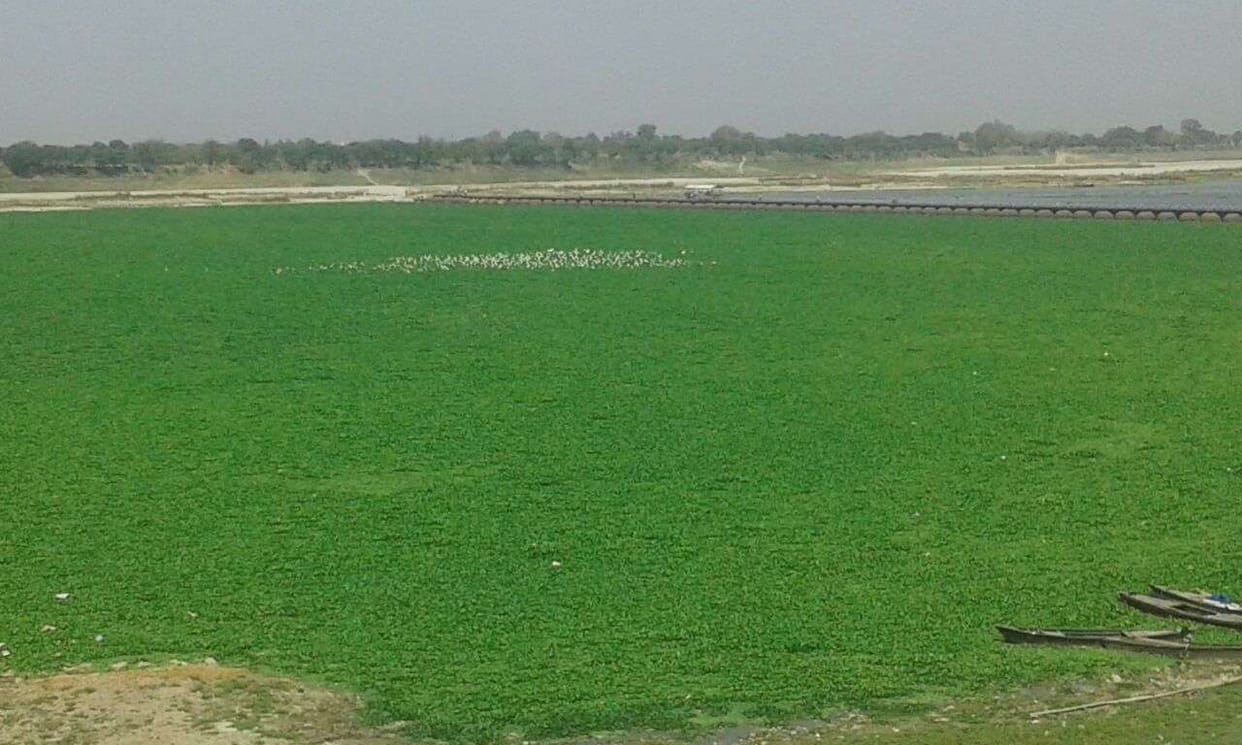 hyacinth Ganga