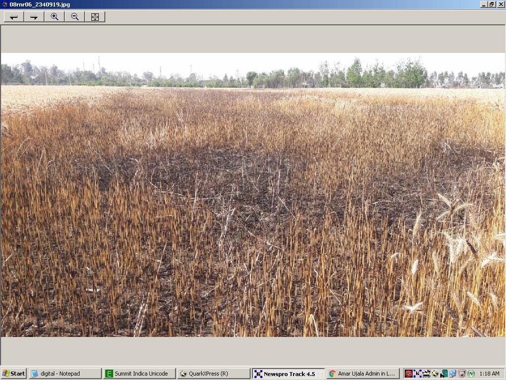 Short circuit burned wheat