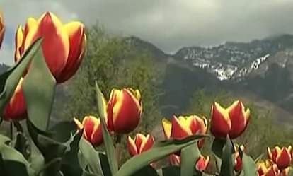 Srinagar: Foreign tourists make a beeline to Tulip Garden