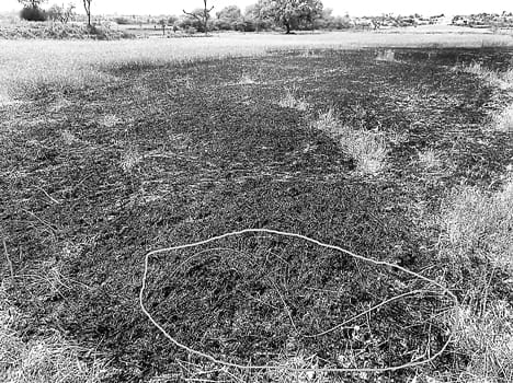 wheat crop caught fire