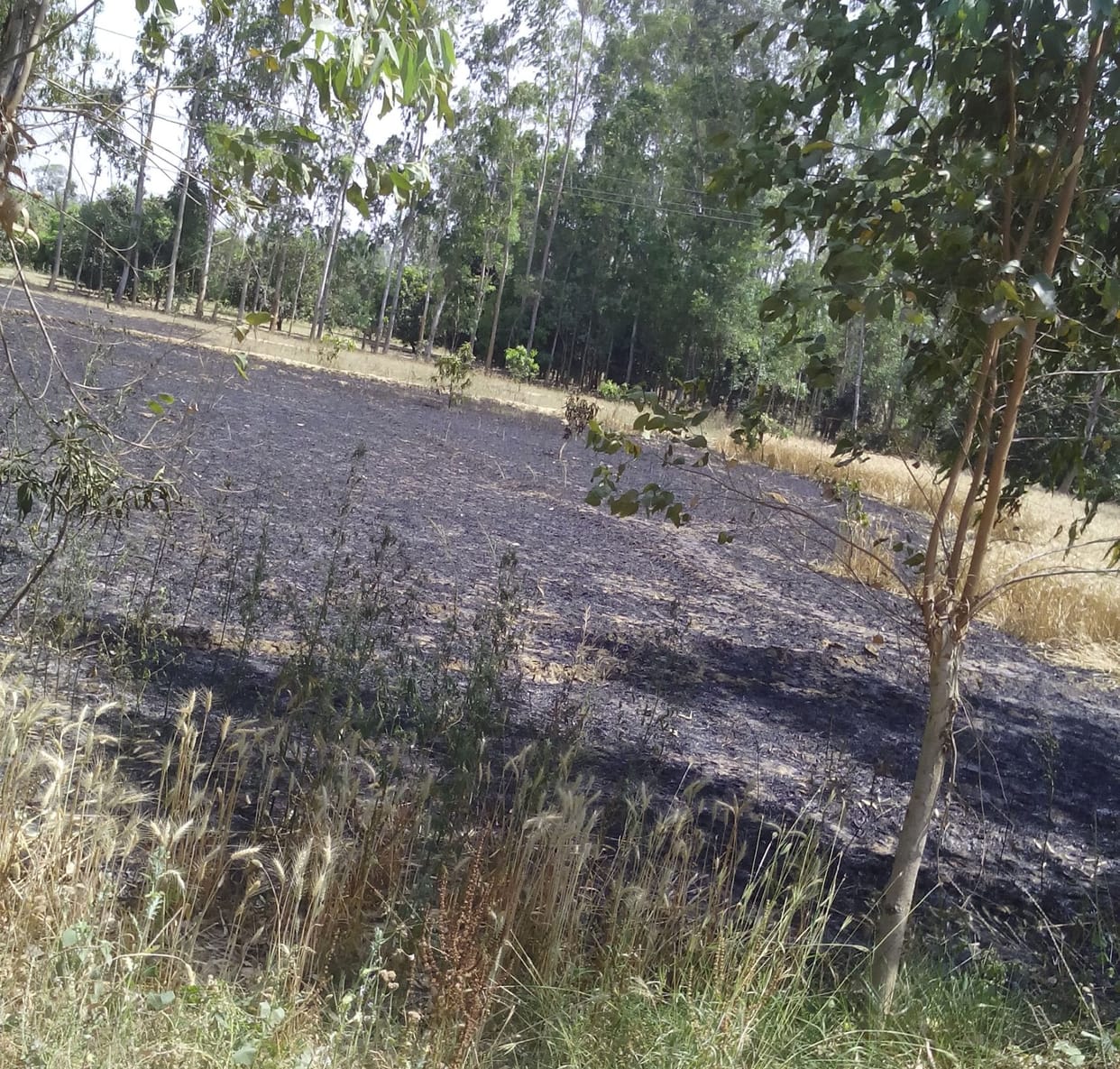 90 acres wheat ash