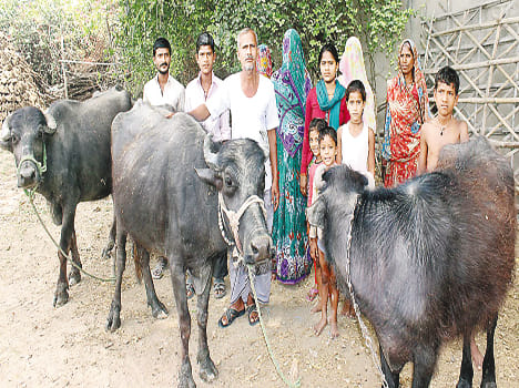 Now make barter livestock