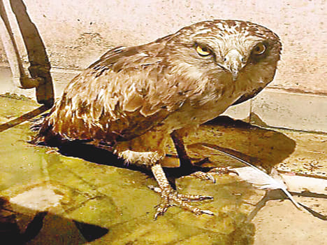 Golden owl species found