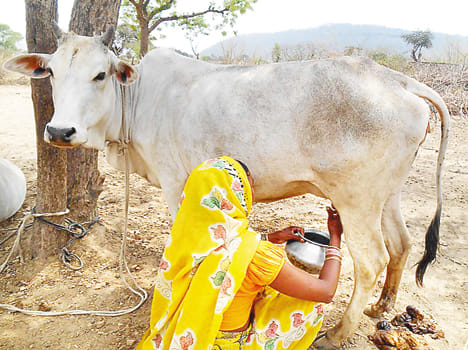 Barter cattle
