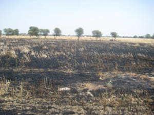 crop distroyed by fire