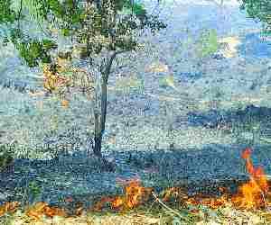 Knit Jungle caught fire