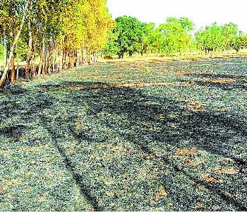 50 acres of wheat crop and four home burned
