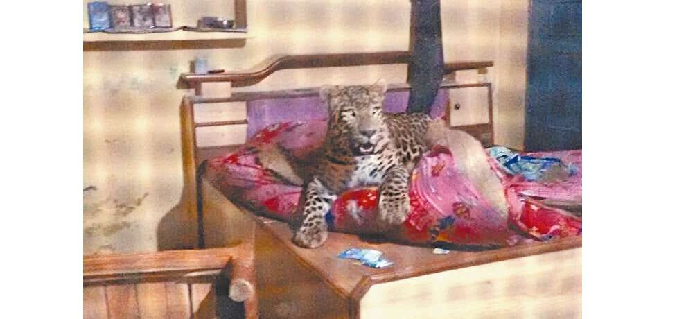 leopard attack 23 injured in una himachal pradesh