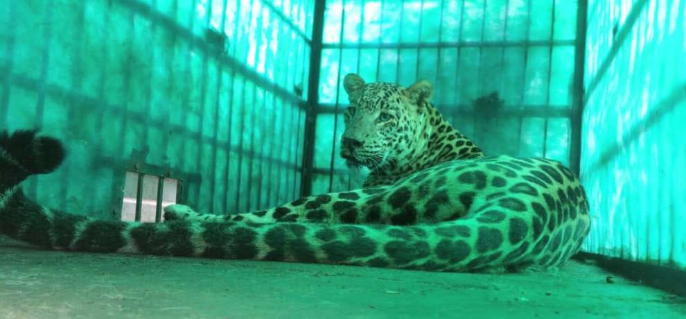 Leopard enters a home in una himachal pradesh