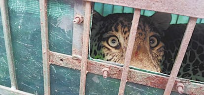 death of a leopard in Aravalli