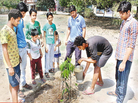 The children planted saplings in the park