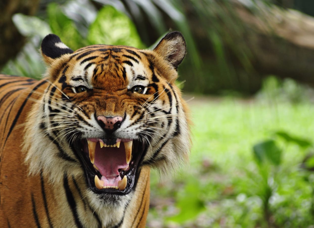  tigress attacks on 75 year old man