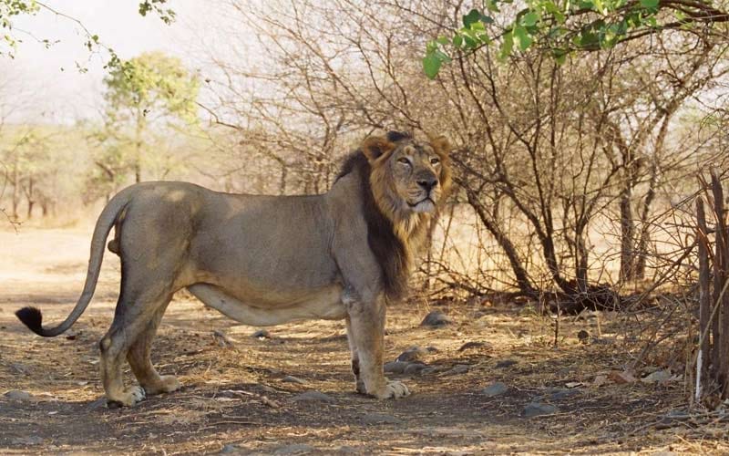 best Vacations of india to Animals lovers