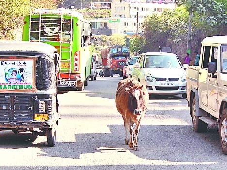 adminstration not take action against dangeres animal.