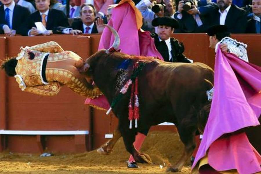 bull gored man on his buttocks and rectum