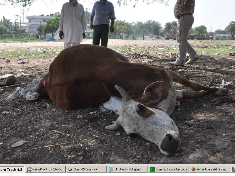 two cows dead in  Shahimajra, people in rampage, mohali