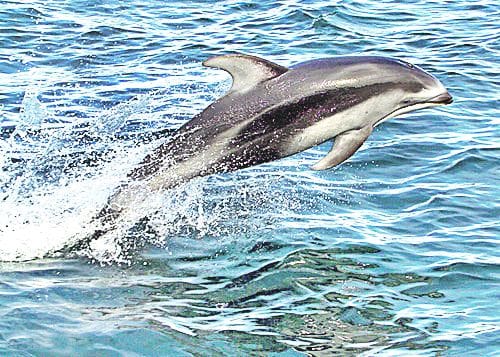 Dolphin will incinerate in Kartania