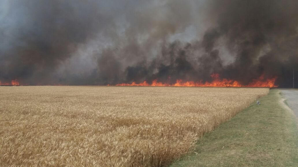  One thousand acre crop ash