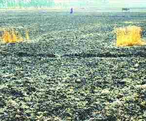 Fire in farms, crop burnt