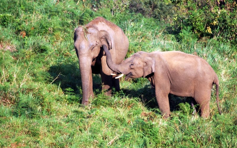 best Vacations of india to Animals lovers