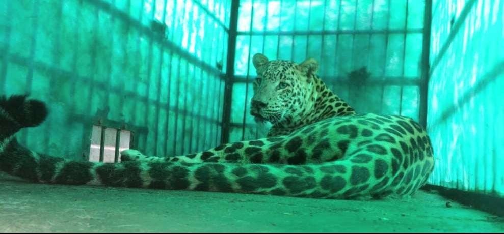 leopard died forest department himachal pradesh