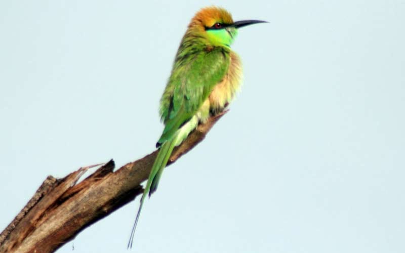 best Vacations of india to Animals lovers