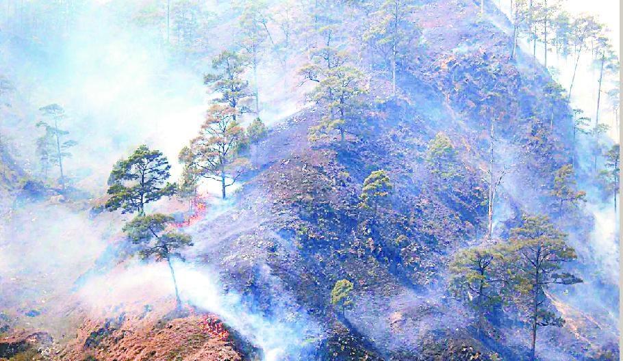 Thousands of trees are burned four days, the loss of millions