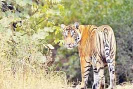 Tourists banned in Corbett