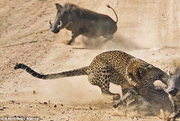 warthog mother attacks leopard