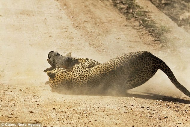 warthog mother attacks leopard