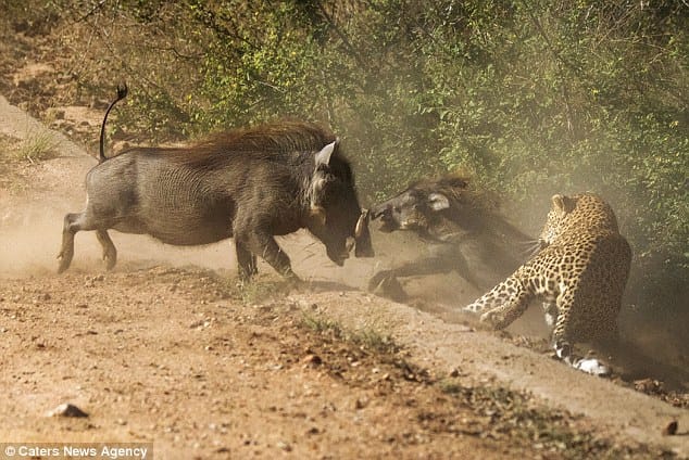 warthog mother attacks leopard
