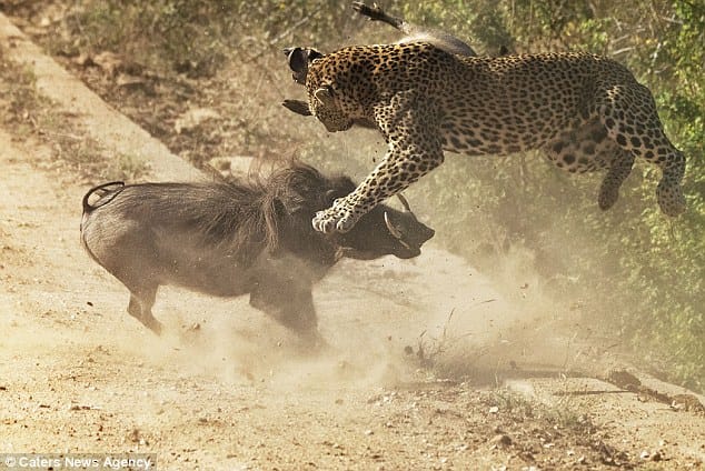 warthog mother attacks leopard