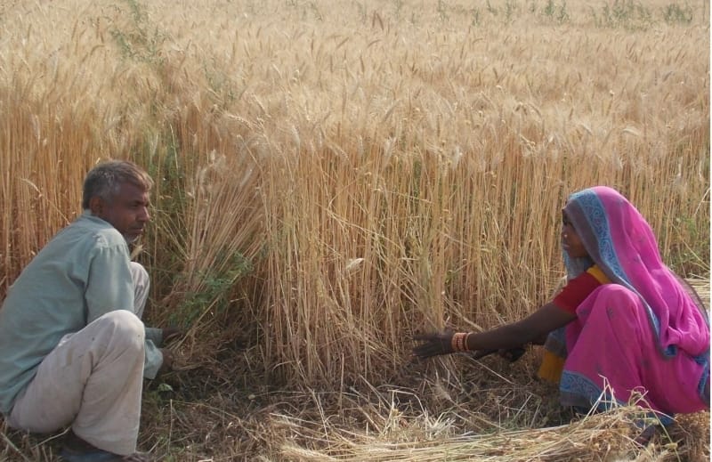 Wheat yields were affected by adverse weather