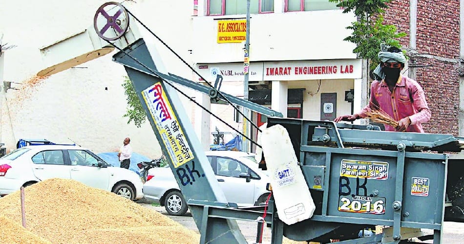 wheat, Government agency bought 2540 quintals in panchkula 