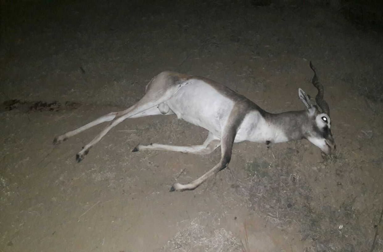 Rare Black Buck killed by poachers