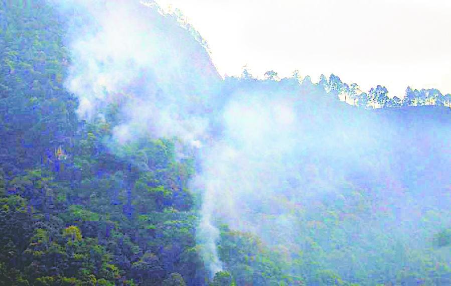 Four hectares of pine forest burned in Tmtkande