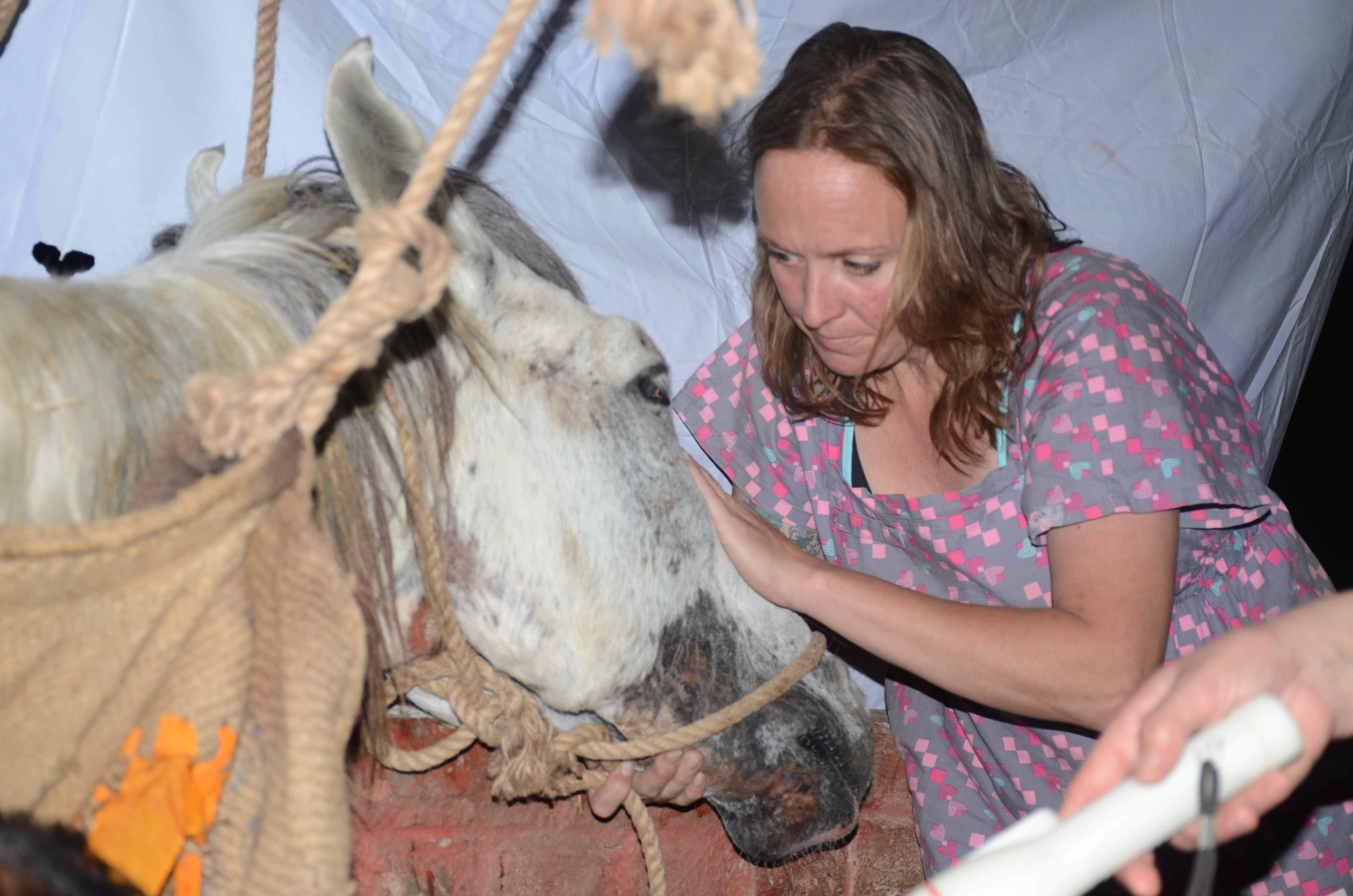 american lady doctor jami look after injured horse