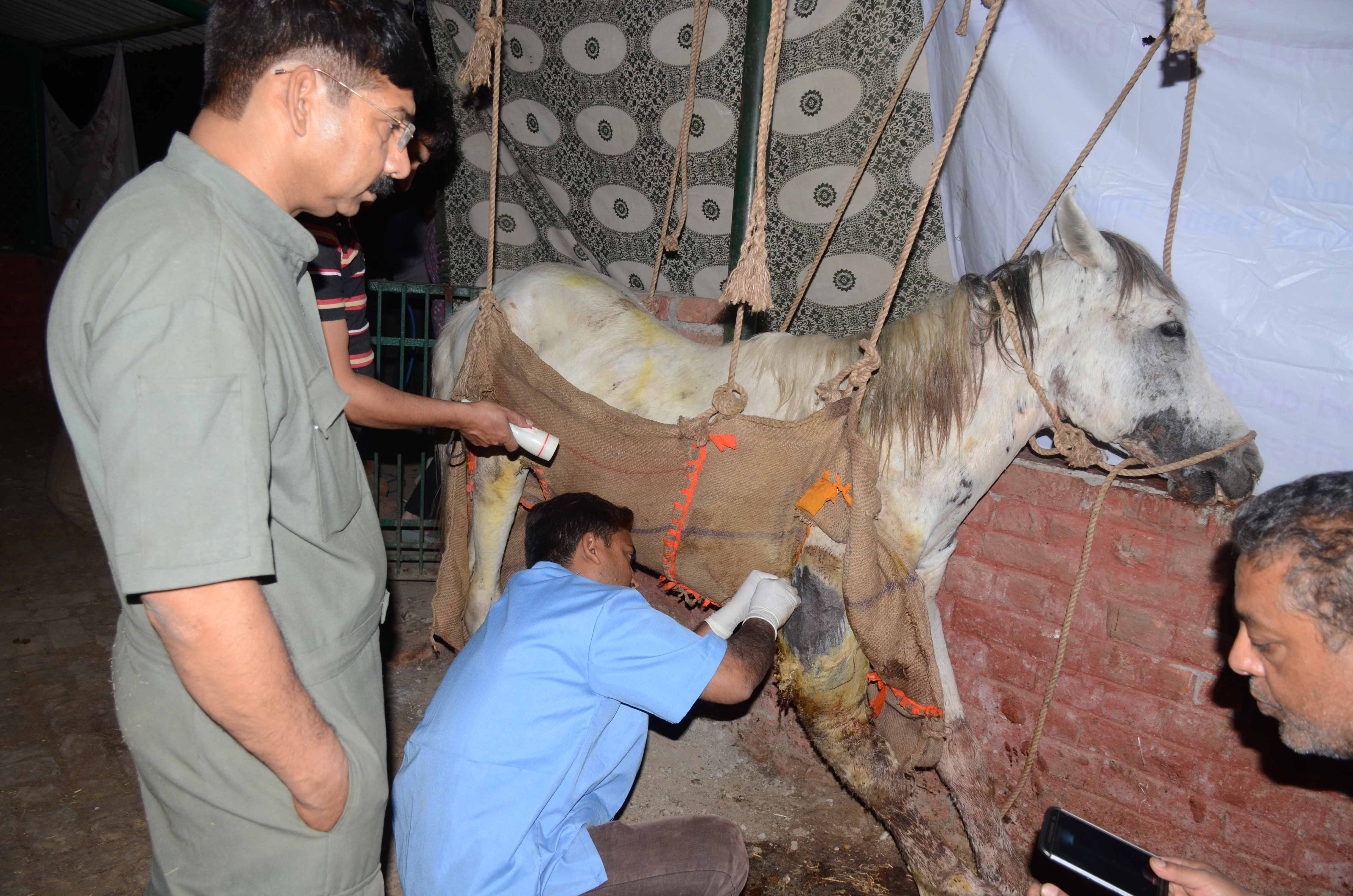 american lady doctor jami look after injured horse