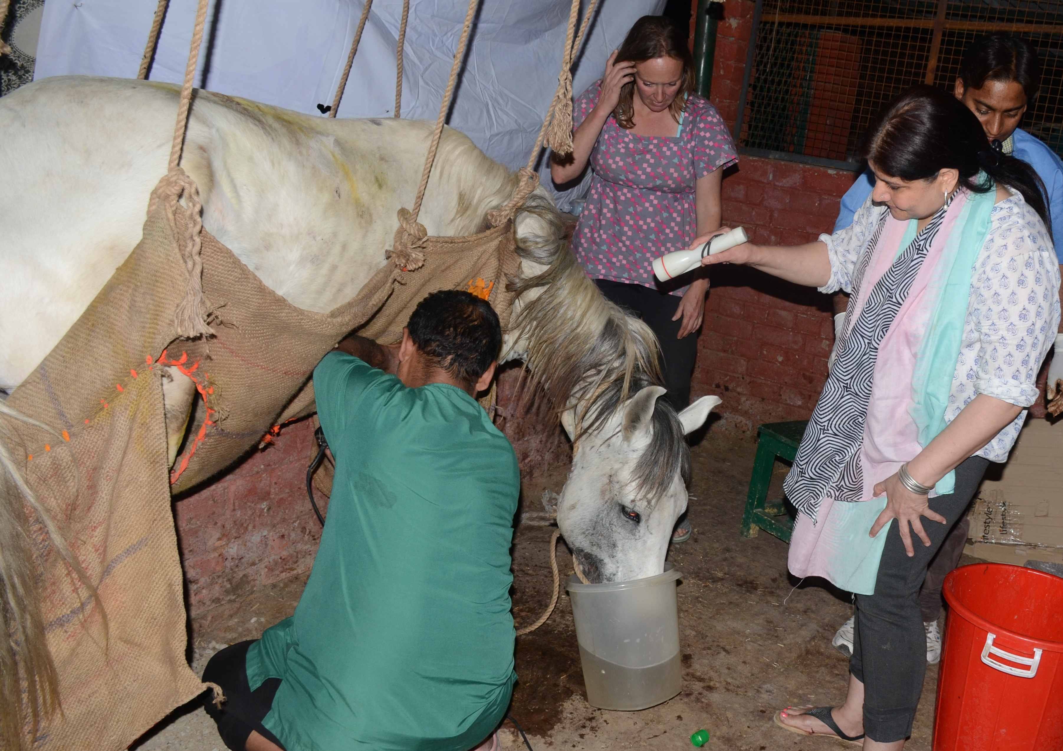 american lady doctor jami look after injured horse