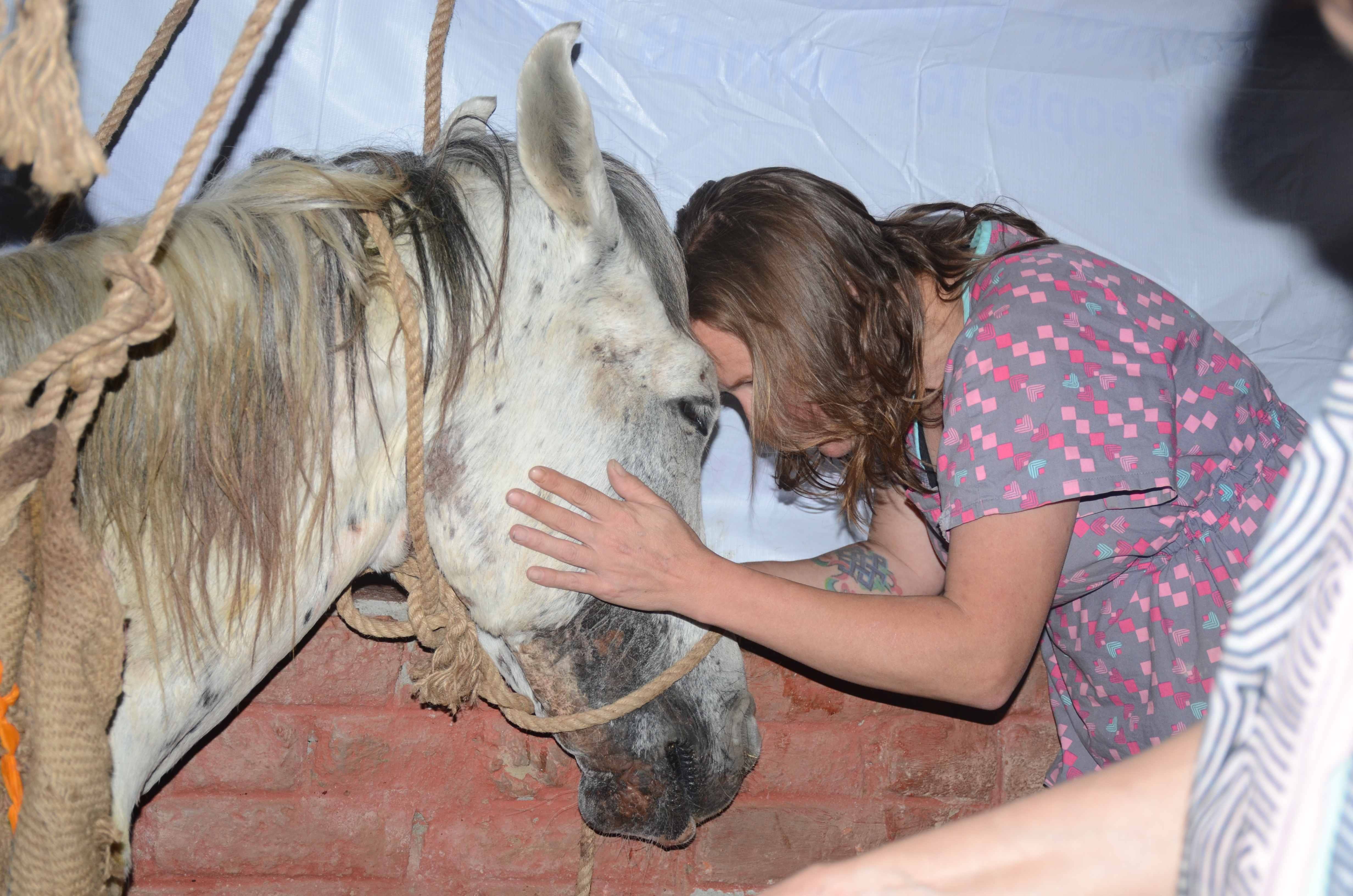 american lady doctor jami look after injured horse